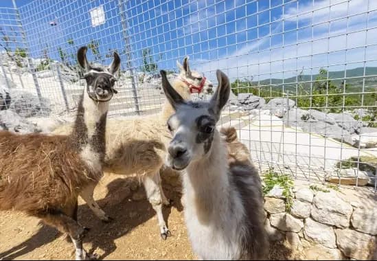 Express Family Raft & Zoo image 3